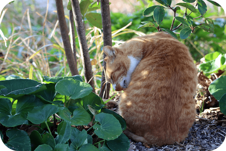 猫1