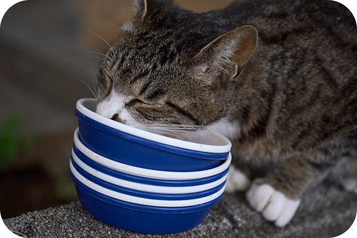 猫2