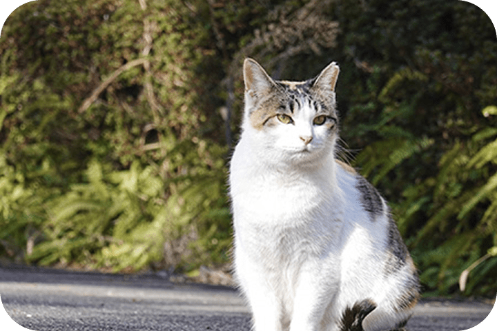 猫3