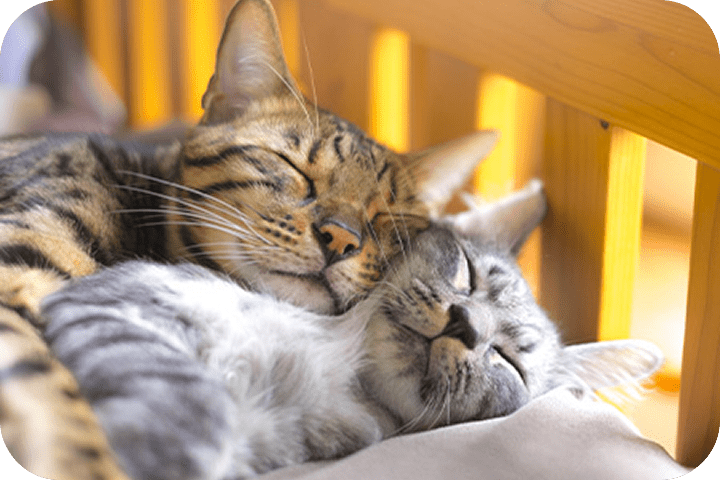 猫4